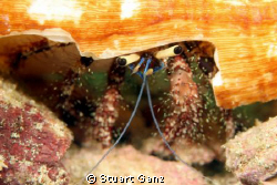 Hermit Crab by Stuart Ganz 